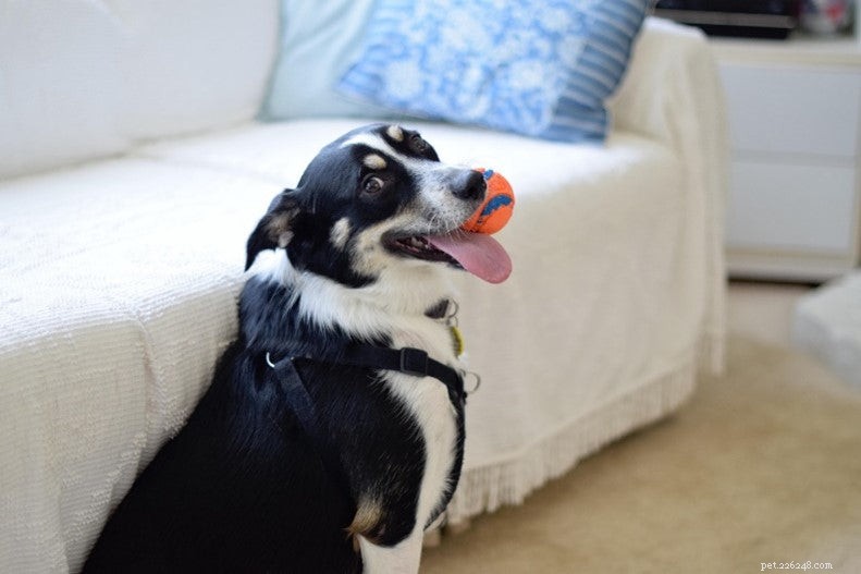 How to Support Your Dog’s Aging Joints