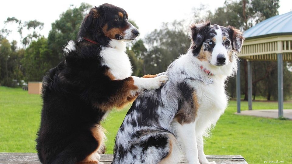 How to Support Your Dog’s Aging Joints