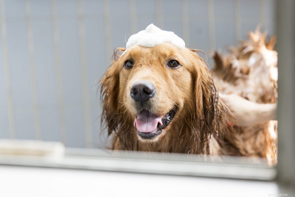 Spring Care Guide for Dogs: Tips to Keep Your Canine Healthy and Allergy-Free
