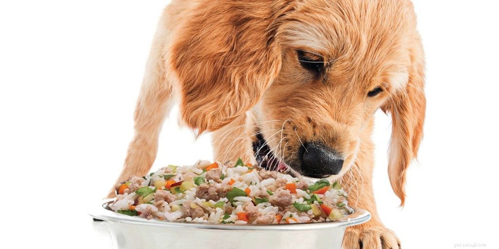 How to Strengthen Your Dog s Immune System for a Happier, Healthier Life