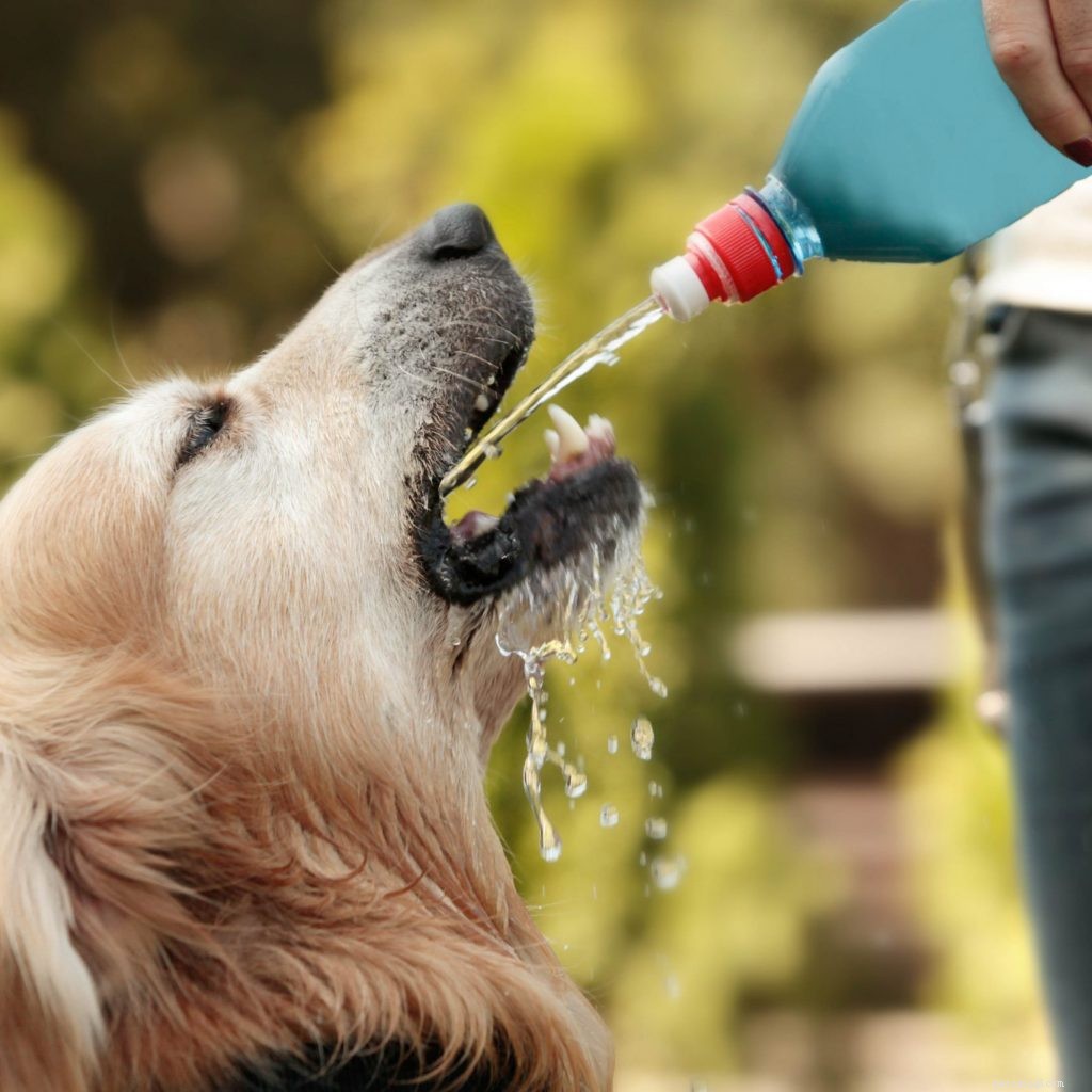 How to Strengthen Your Dog s Immune System for a Happier, Healthier Life