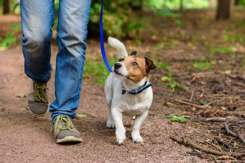How to Strengthen Your Dog s Immune System for a Happier, Healthier Life