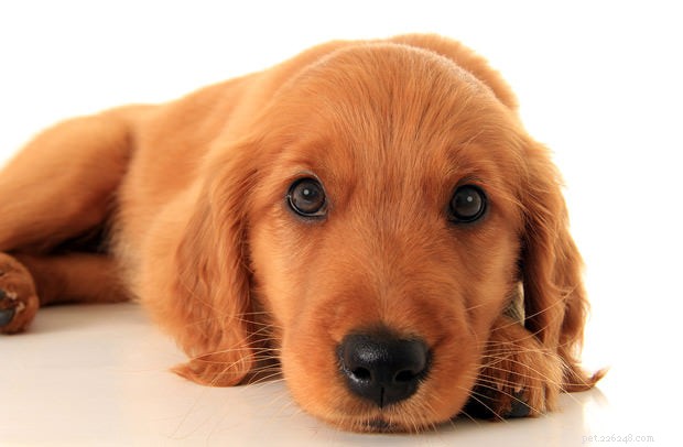 How to Handle Your Dog’s Shaking: Signs, Causes, and When to Seek Help