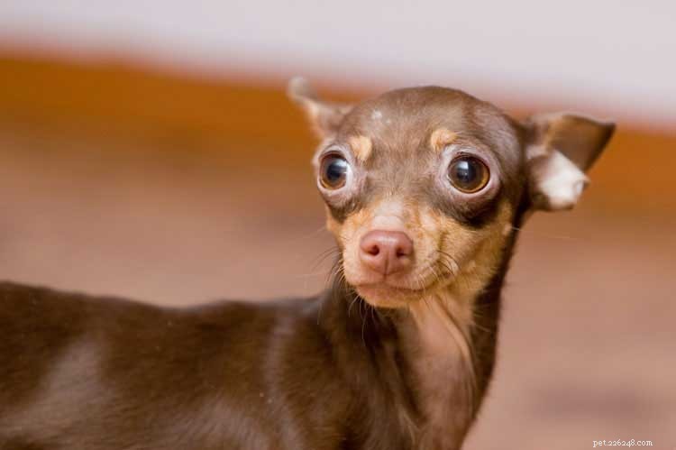How to Handle Your Dog’s Shaking: Signs, Causes, and When to Seek Help