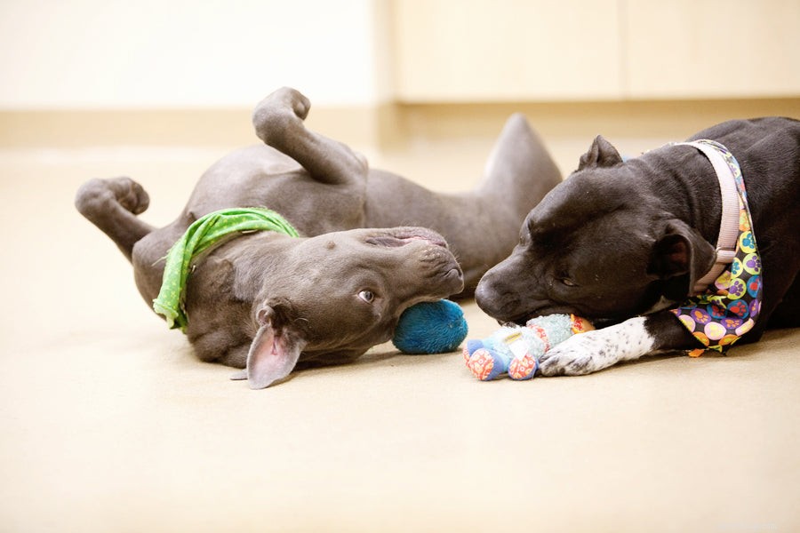 Essential Winter Care Guide for Your Dog