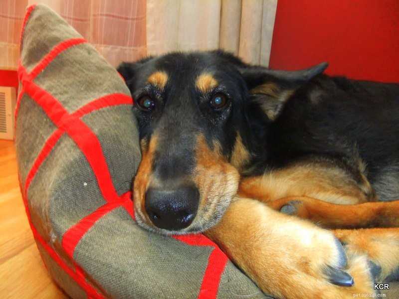 Essential Winter Care Guide for Your Dog
