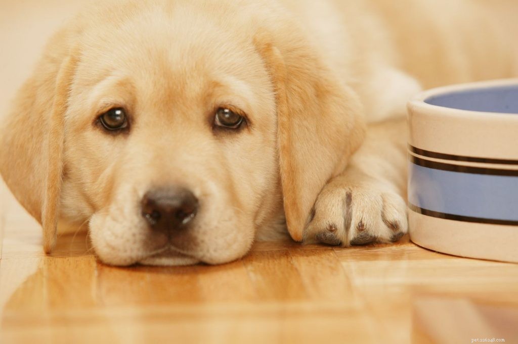 Why Your Dog Won’t Eat & Proven Solutions