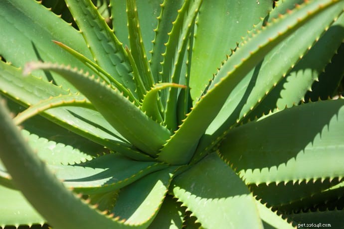 10 Highly Toxic Plants That Endanger Cats & Dogs