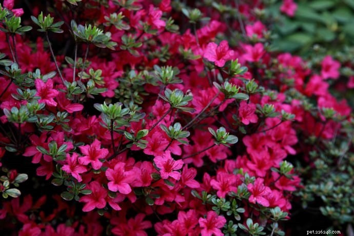 10 Highly Toxic Plants That Endanger Cats & Dogs