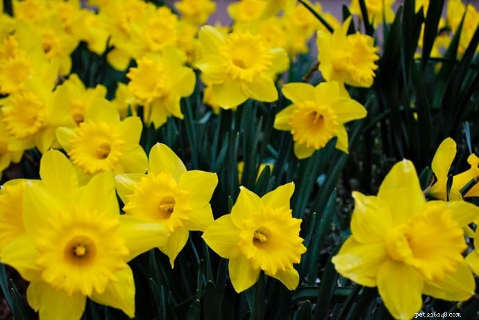 10 Highly Toxic Plants That Endanger Cats & Dogs