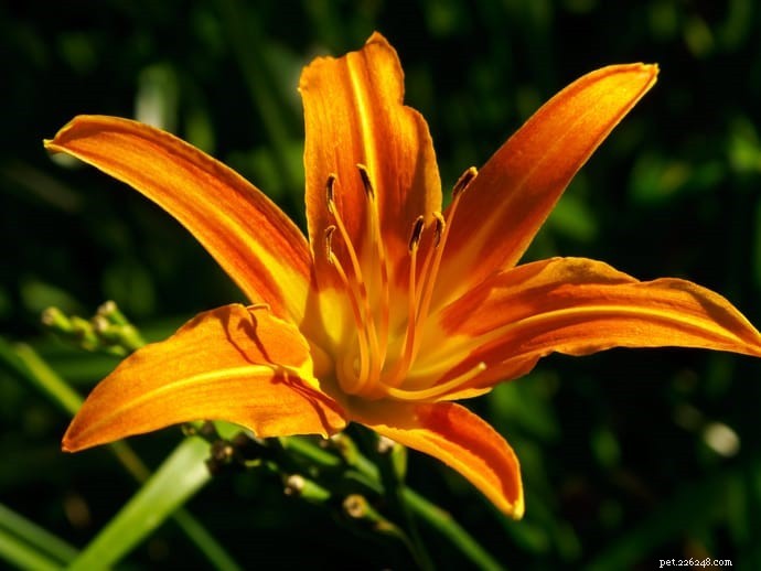 10 Highly Toxic Plants That Endanger Cats & Dogs