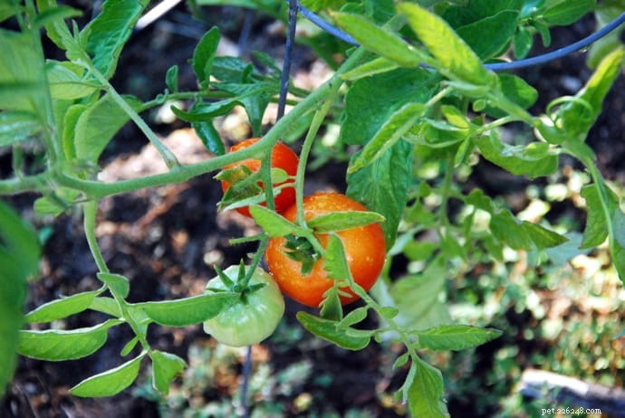 10 Highly Toxic Plants That Endanger Cats & Dogs