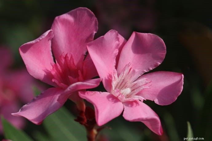 10 Highly Toxic Plants That Endanger Cats & Dogs