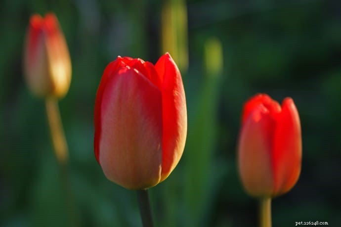 10 Highly Toxic Plants That Endanger Cats & Dogs