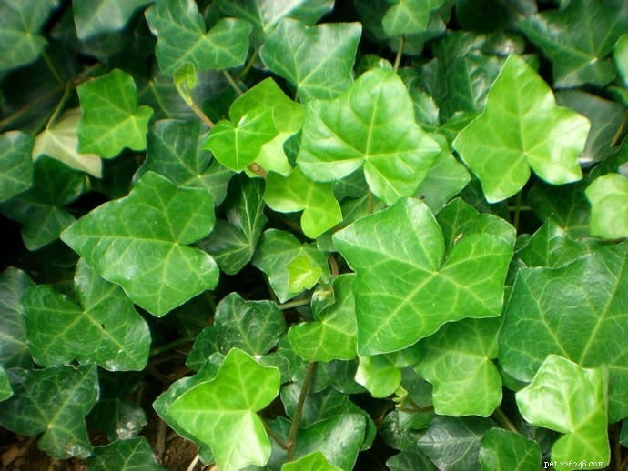 10 Highly Toxic Plants That Endanger Cats & Dogs