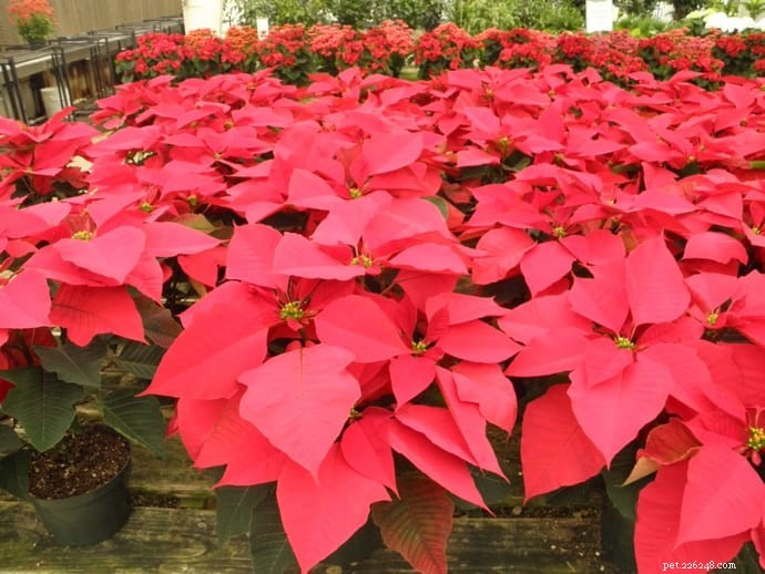 10 Highly Toxic Plants That Endanger Cats & Dogs