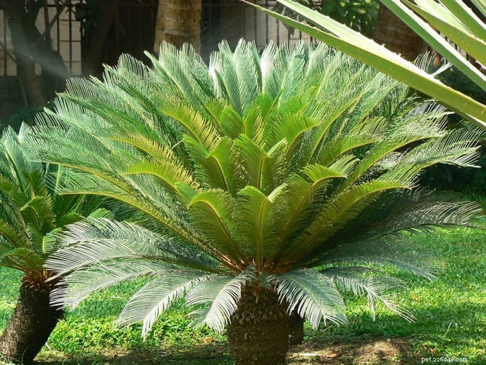 10 Highly Toxic Plants That Endanger Cats & Dogs