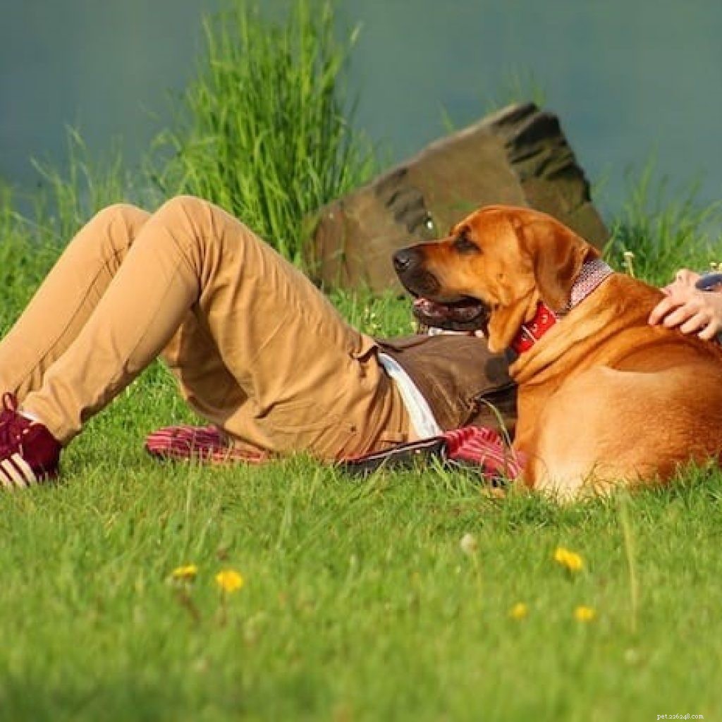 Ensure Your Pet Thrives This Summer: A Complete Care Guide