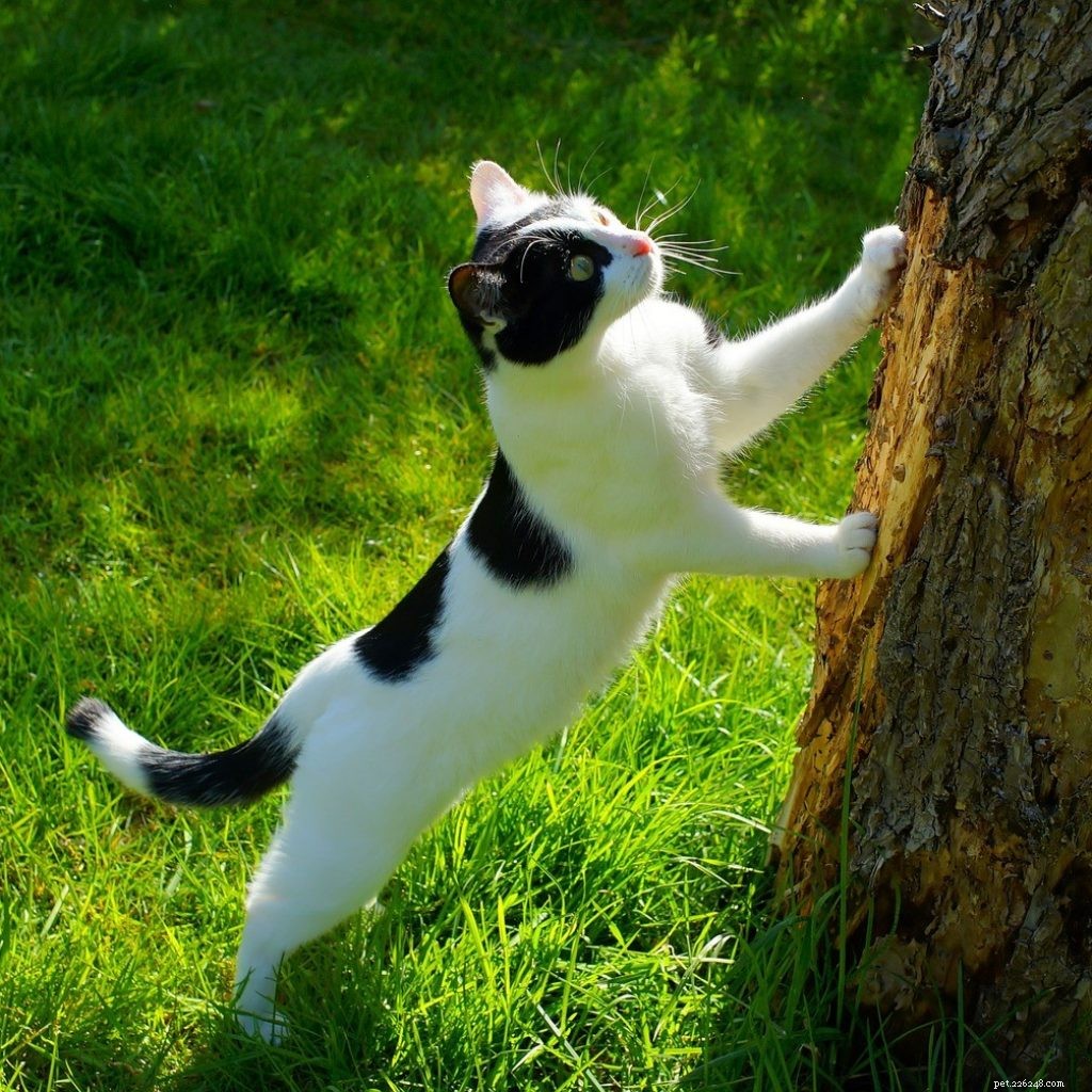 Ensure Your Pet Thrives This Summer: A Complete Care Guide