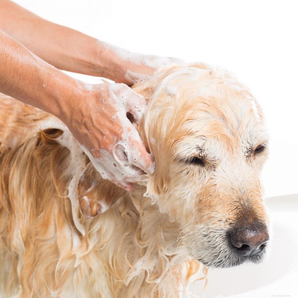 Ensure Your Pet Thrives This Summer: A Complete Care Guide