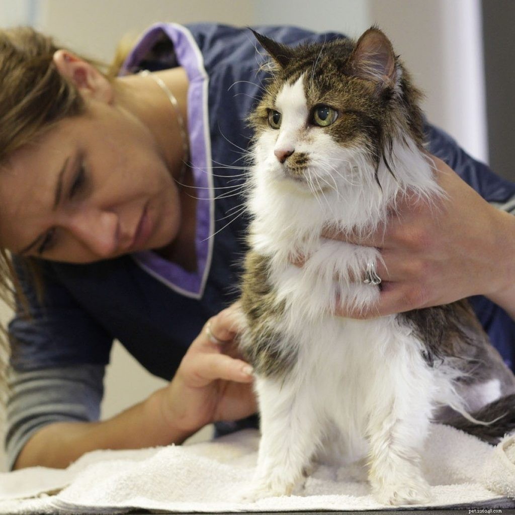 Ensure Your Pet Thrives This Summer: A Complete Care Guide