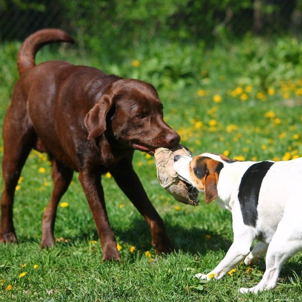 Ensure Your Pet Thrives This Summer: A Complete Care Guide