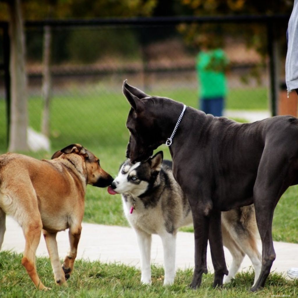 Ensure Your Pet Thrives This Summer: A Complete Care Guide