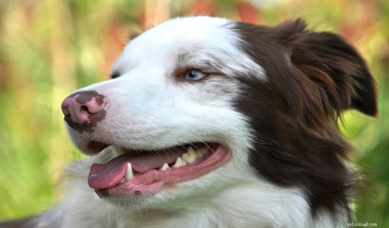 Keep Your Pet s Smile Healthy: Expert Dental Care Tips & Signs to Watch