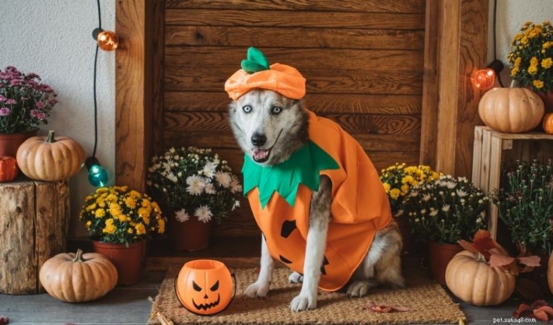 Protect Your Pets: Essential Safety Tips for Halloween