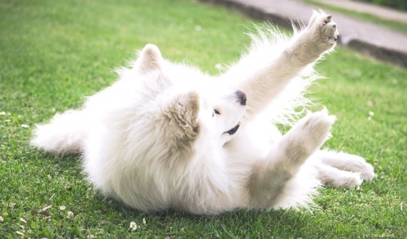 The Science Behind Why Dogs Roll in Smelly Things—and How to Stop It