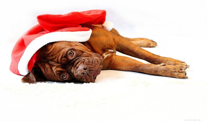 Celebrate the Holidays with Thoughtful Gifts for Your Pets
