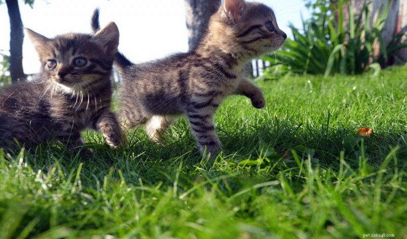 Smart Ways to Keep Your Pet Healthy on a Tight Budget