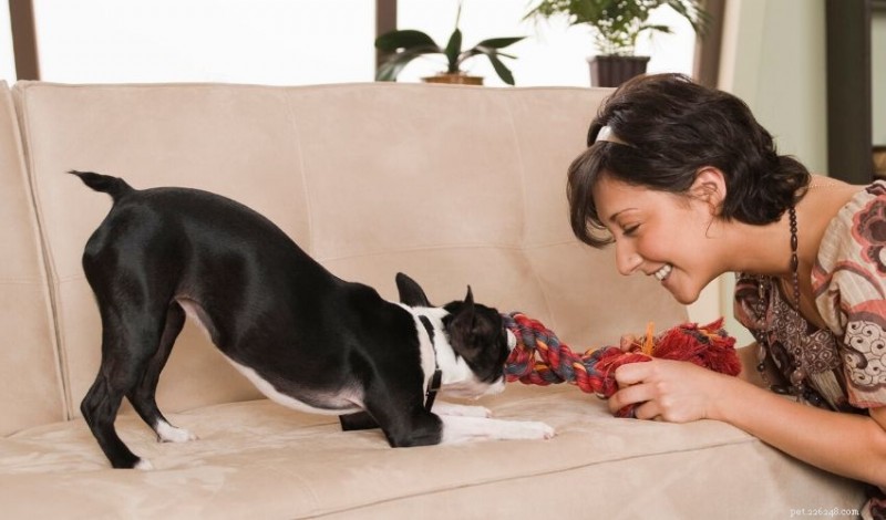 Keep Your Pets Happy and Safe During Social Distancing: Tips & Activities
