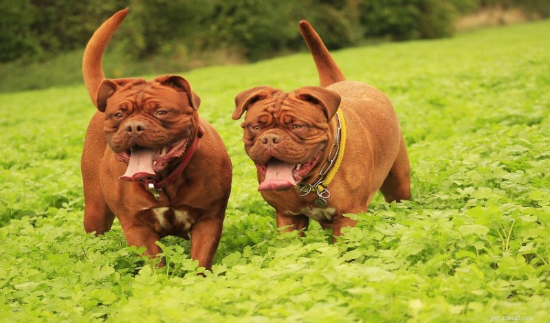 Effective Flea & Tick Prevention for Your Pets