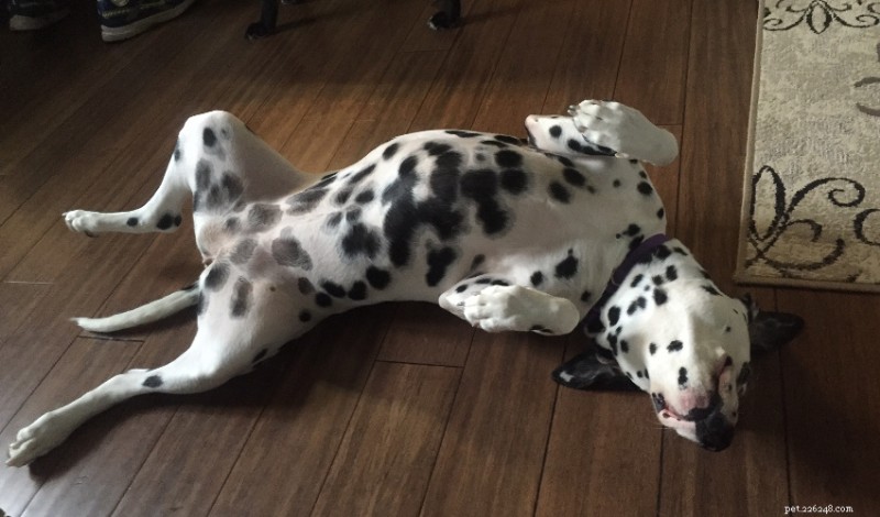 How to Keep Your Pet Entertained Indoors: Tips for Happy, Healthy Dogs & Cats