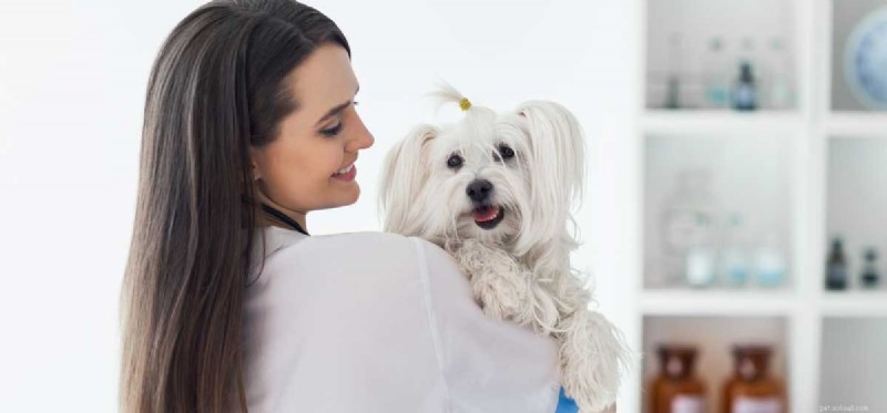 Do Dogs Truly Understand Human Hugs?