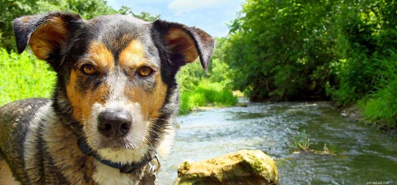 Can Dogs Truly Comprehend Coyotes? Exploring the Connection