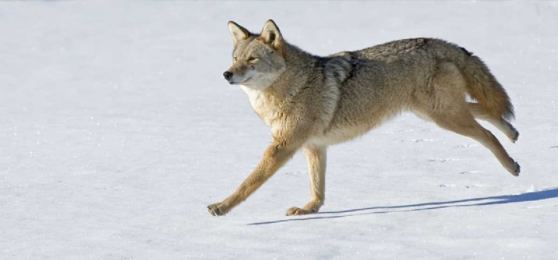 Can Dogs Truly Comprehend Coyotes? Exploring the Connection