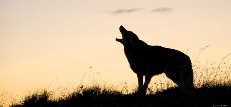 Can Dogs Truly Comprehend Coyotes? Exploring the Connection