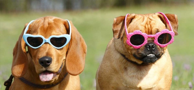 Can Dogs Truly Grasp Humor? Insights into Canine Comedy