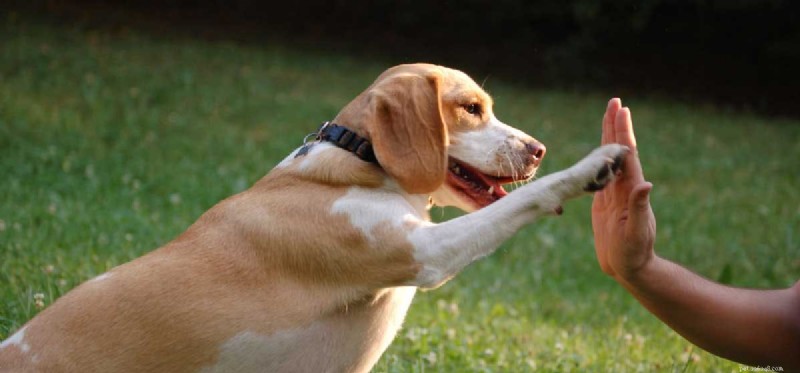 Do Dogs Detect Goodness in People? A Science‑Backed Insight