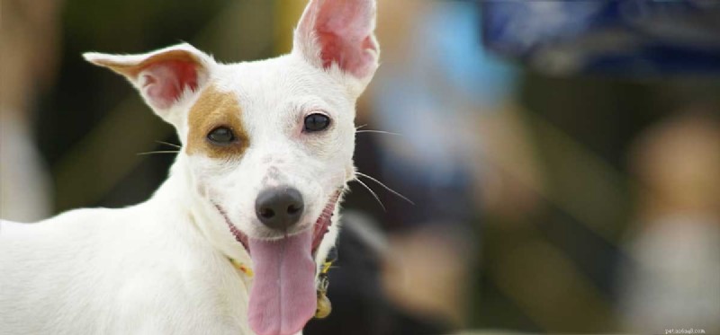 Can Dogs Truly Grasp Humor? Insights into Canine Comedy