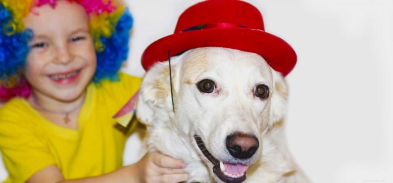 Can Dogs Truly Grasp Humor? Insights into Canine Comedy