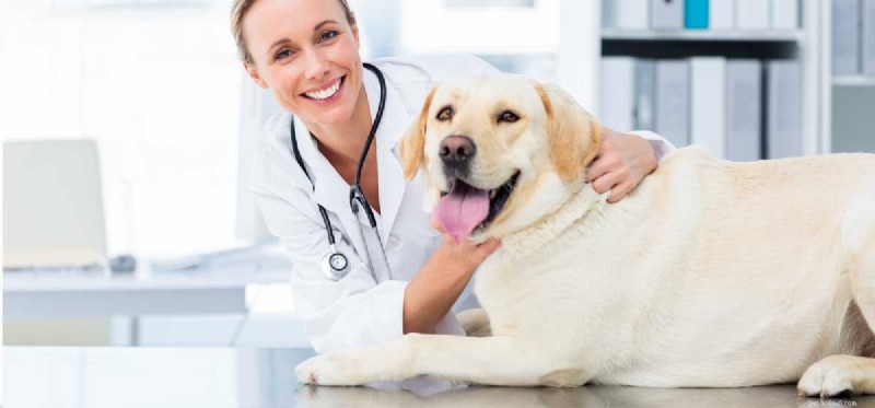 Do Dogs Detect Goodness in People? A Science‑Backed Insight