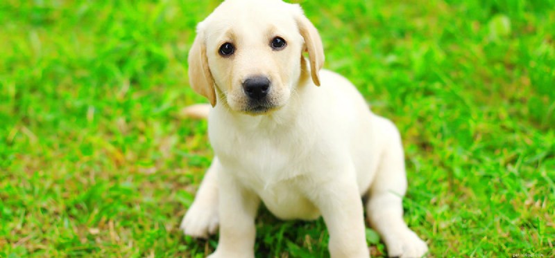 Can Hash Oil Safely Benefit Your Dog? A Veterinary Perspective