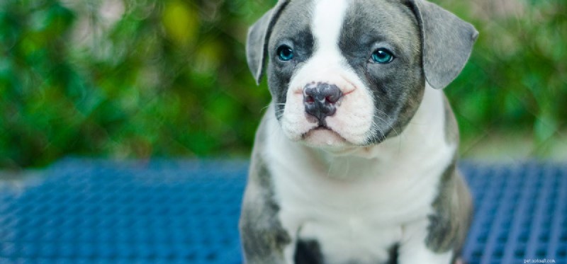 Can Hash Oil Safely Benefit Your Dog? A Veterinary Perspective
