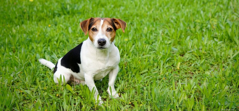 Can Hash Oil Safely Benefit Your Dog? A Veterinary Perspective