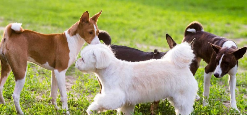 Is Ringworm a Risk for Dogs? Understanding Causes, Symptoms, and Prevention