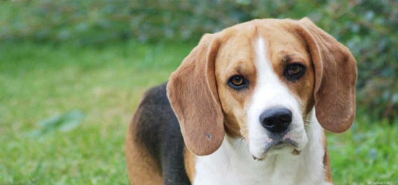 Is Ringworm a Risk for Dogs? Understanding Causes, Symptoms, and Prevention