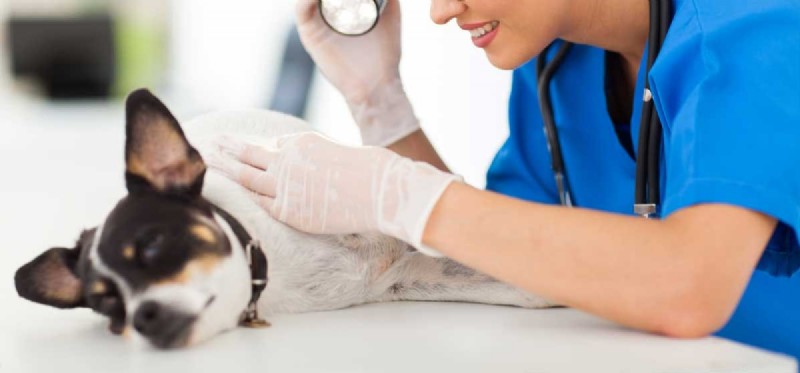 Is Ringworm a Risk for Dogs? Understanding Causes, Symptoms, and Prevention